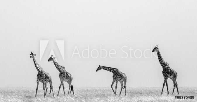 Picture of Group of giraffes in the savanna Kenya Tanzania East Africa An excellent illustration